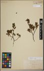 Foto von Salix lapponum L.